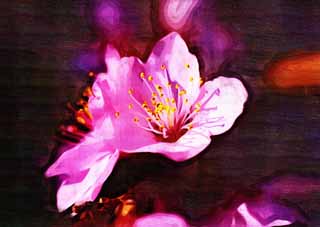 illustration,material,free,landscape,picture,painting,color pencil,crayon,drawing,Peach blossom, peach, , , flower