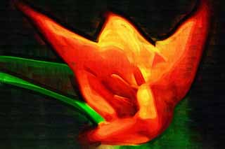 illust, materiale, libero panorama, ritratto dipinto, matita di colore disegna a pastello, disegnando,Scaldi vermiglio, , tulipano, petalo, In primavera