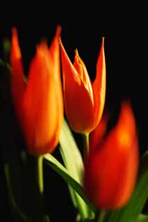 fotografia, materiale, libero il panorama, dipinga, fotografia di scorta,Estate, , tulipano, petalo, In primavera
