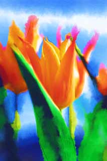 illust, material, livram, paisagem, quadro, pintura, lpis de cor, creiom, puxando,Um cinbrio tulipa vermelha, , tulipa, ptala, Em primavera