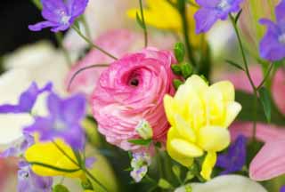 photo,material,free,landscape,picture,stock photo,Creative Commons,A paean to create gaiety to, ranunculus, Pink, bouquet, flower
