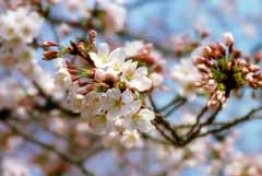 foto,tela,gratis,paisaje,fotografa,idea,Colores de cerezo en la llegada de la primavera., Flor de cerezo, Rosado, , 