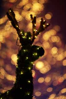 photo,material,free,landscape,picture,stock photo,Creative Commons,Illuminations of a deer, Illuminations, Christmas tree, Light, port
