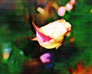 illustration,material,free,landscape,picture,painting,color pencil,crayon,drawing,Red and a bud of a yellow rose, bud, , rose, 