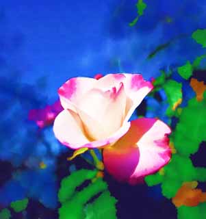 illustration,material,free,landscape,picture,painting,color pencil,crayon,drawing,Red and a white rose, blue sky, petal, rose, 