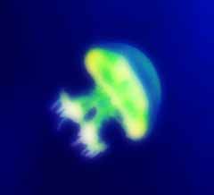 , , , , ,  ., -like jellyfish., , jellyfish, , 