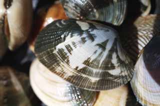 photo,material,free,landscape,picture,stock photo,Creative Commons,A short-necked clam, short-necked clam, Asari, bivalve, Shellfish-gathering