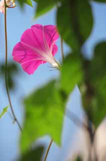 photo,material,free,landscape,picture,stock photo,Creative Commons,The morning glory which blooms to the blue sky, morning glory, , , vine