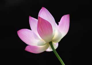 photo, la matire, libre, amnage, dcrivez, photo de la rserve,Un lotus de Zhuozhengyuan, ptale, lotus, , jardin