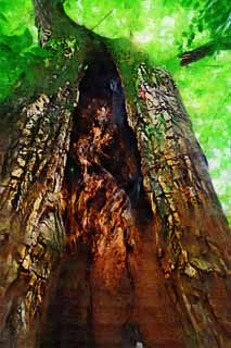 illust, materiale, libero panorama, ritratto dipinto, matita di colore disegna a pastello, disegnando,Il seno dell'albero di Zhuozhengyuan, tronco, albero, eredit di mondo, giardino