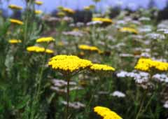 photo,material,free,landscape,picture,stock photo,Creative Commons,Flowered hill, yellow, , , 