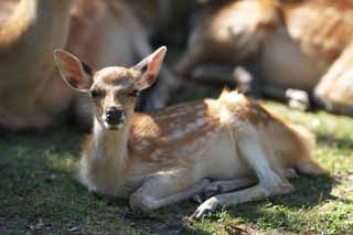 fotografia, material, livra, ajardine, imagine, proveja fotografia,Um cervo de Nara, , cervo, , Bambi