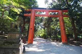 Foto, materiell, befreit, Landschaft, Bild, hat Foto auf Lager,Ein Weg nach dem torii, torii, Ein Ansatz zu einem Schrein, Ich werde in roten gemalt, Der Schatten eines Baumes