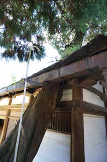 , , , , ,  .,Kasuga Taisha Shrine feast , Shinto, Shinto shrine, ,  