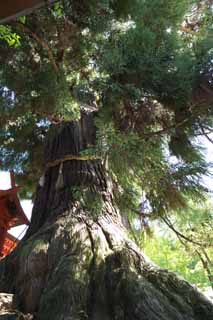 Foto, materieel, vrij, landschap, schilderstuk, bevoorraden foto,Osugi van de Kasuga Taisha Shrine belangrijkste heiligdom, De dop, Shinto heiligdom, Natuur, Reusachtige boom