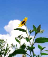 photo,material,free,landscape,picture,stock photo,Creative Commons,Sunflower, yellow, sunflower, blue sky, 