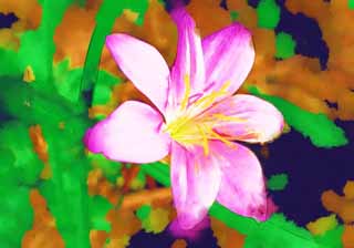 illust, materiale, libero panorama, ritratto dipinto, matita di colore disegna a pastello, disegnando,Un fiore colore rosa, Garofano, petalo, stame, fiore selvatico