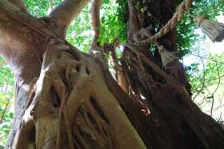 Foto, materiell, befreit, Landschaft, Bild, hat Foto auf Lager,Der groe Baum des banyan-Baumes, banyan-Baum, .., riesiger Baum, Baum