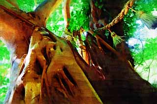 Illust, materieel, vrij, landschap, schilderstuk, schilderstuk, kleuren potlood, crayon, werkje,De grote boom van de indische vijgenboom boom, Indische vijgenboom boom, ??, Reusachtige boom, Boom
