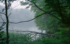 foto,tela,gratis,paisaje,fotografa,idea,Amanecer en el bosque, en la zona del lago, Laguna, Superficie de agua, Rama, 