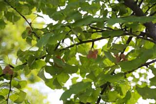 photo,material,free,landscape,picture,stock photo,Creative Commons,The ginkgo which grows, ginkgo, , , 