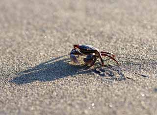 photo,material,free,landscape,picture,stock photo,Creative Commons,Sand crabs, Crab, , , Shadow
