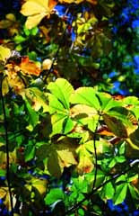 photo, la matire, libre, amnage, dcrivez, photo de la rserve,Automne color, vert, branche, feuilles de l'automne, 
