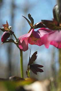 photo,material,free,landscape,picture,stock photo,Creative Commons,Christmas Rose, Spring Flowers, Petal, HEREBORASU, Ranunculaceae