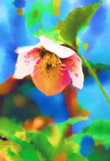 illust, matire, libre, paysage, image, le tableau, crayon de la couleur, colorie, en tirant,Rose de Nol, Fleurs du printemps, Ptale, HEREBORASU, Ranunculaceae