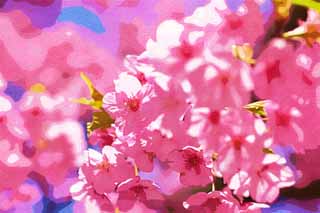illust, materiale, libero panorama, ritratto dipinto, matita di colore disegna a pastello, disegnando,Sakura Kawazu, Sakura, , Cherry, 