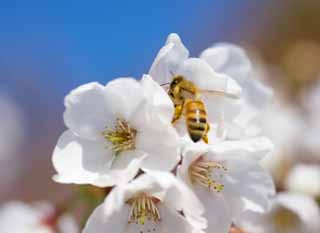 photo,material,free,landscape,picture,stock photo,Creative Commons,Spring bee, Sakura, , Cherry, Bees