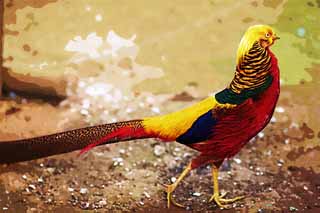 illustration,material,free,landscape,picture,painting,color pencil,crayon,drawing,Golden pheasant, Golden pheasant, Kim birds, China, Deluxe