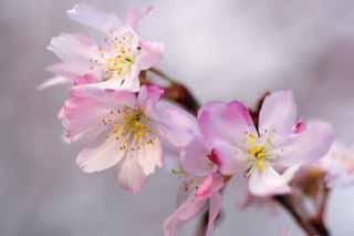 foto,tela,gratis,paisaje,fotografa,idea,Flores de cerezo caen, Sakura, Cereza, , Cada de Sakura
