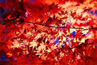 illustration,material,free,landscape,picture,painting,color pencil,crayon,drawing,Red in late autumn, Autumn leaves, Maple, Maples, Color