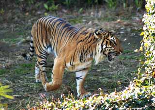 Foto, materieel, vrij, landschap, schilderstuk, bevoorraden foto,Sumatraanse tijger, Tora, Genomen, Tijger, Sumatran tijger