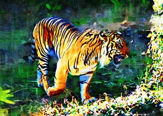 illust, material, livram, paisagem, quadro, pintura, lpis de cor, creiom, puxando,Sumatran Tiger, Tora, Levado, Tigre, Tigre de Sumatran