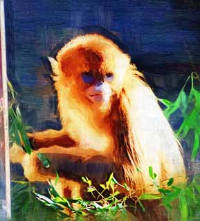 illustration,material,free,landscape,picture,painting,color pencil,crayon,drawing,Golden Snub-nosed Monkey, Curious, Monkeys, Monkey, Son Goku