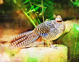 illustration,material,free,landscape,picture,painting,color pencil,crayon,drawing,Lady Amherst's pheasant, Phasianidae, Long tail, Brown, Plainer