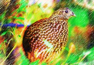 illustration,material,free,landscape,picture,painting,color pencil,crayon,drawing,Temminck's Tragopan, Phasianidae, Brown, Spot, Plainer