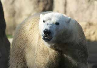 photo,material,free,landscape,picture,stock photo,Creative Commons,Polar bear, , Polar bear, SHIROKUMA, Endangered species