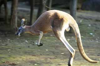photo, la matire, libre, amnage, dcrivez, photo de la rserve,Kangourou rouge, Kangourou, Australie, Chaud-pour -, Marsupial