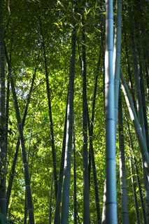 photo, la matire, libre, amnage, dcrivez, photo de la rserve,Bamboo, Herbe du bambou, Bambou, Section, Green