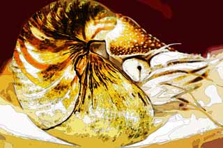 illust,tela,gratis,paisaje,fotografa,idea,pintura,Lpiz de color,dibujo,Nautilus, Nautilus, Ammonite, Cephalopod, Shell