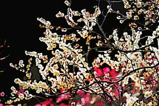 illust, matire, libre, paysage, image, le tableau, crayon de la couleur, colorie, en tirant,Plum Orchard blanc prune fleur, UME, Prunes, Prune, Branche