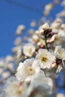 photo, la matire, libre, amnage, dcrivez, photo de la rserve,Plum Orchard blanc prune fleur, UME, Prunes, Prune, Branche