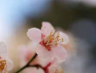 foto,tela,gratis,paisaje,fotografa,idea,Orchard's Plum Plum flor roja, UME, Ciruelas, Ciruela, Rama