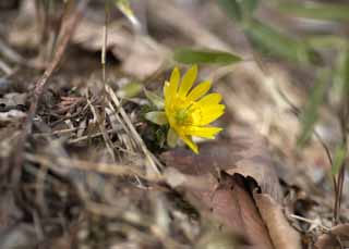 photo,material,free,landscape,picture,stock photo,Creative Commons,Far East Amur adonis, Amur adonis, Yellow, Spring, Ground