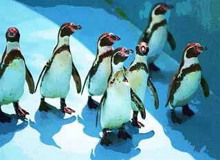 illust, materiale, libero panorama, ritratto dipinto, matita di colore disegna a pastello, disegnando,Humboldt Penguin, Penna Ginga, Pinguino, YOCHIYOCHI cammina, Bill