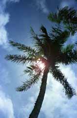 photo,material,free,landscape,picture,stock photo,Creative Commons,Palm tree in the sun, sun, blue, , 