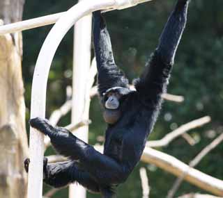 photo,material,free,landscape,picture,stock photo,Creative Commons,Siamang, Curious, Monkeys, SHIAMAN, S. syndactylus